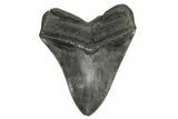Fossil Megalodon Tooth - South Carolina #261172-2